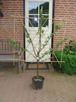 Hollandse Pruimenboom