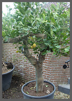 Verwonderlijk Verzorging olijfbomen - citrusbomen - palmbomen | De Olijfgaard OM-42